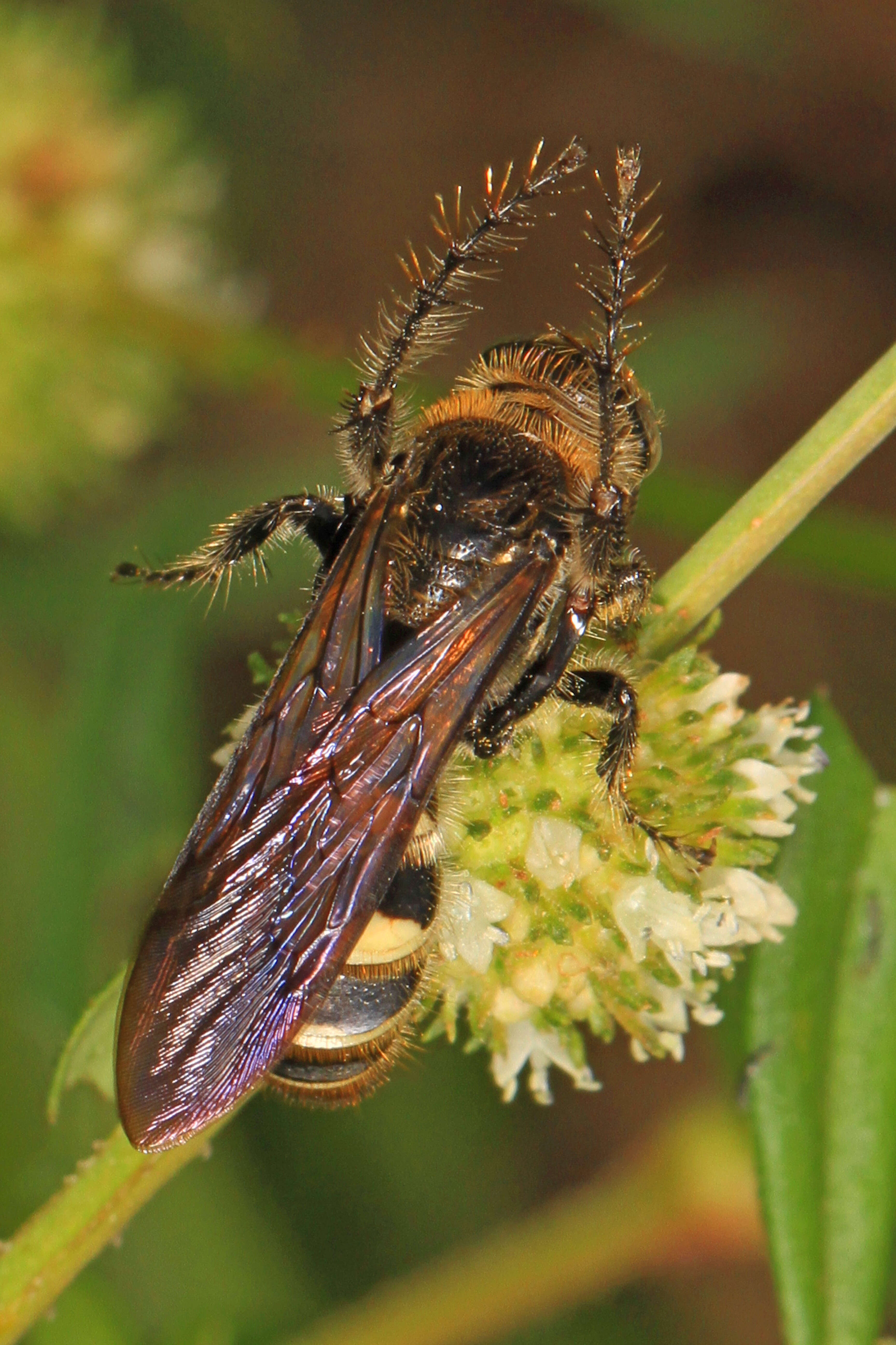 Image of Dielis plumipes (Drury 1770)