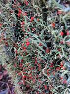 Image of Cladonia macilenta