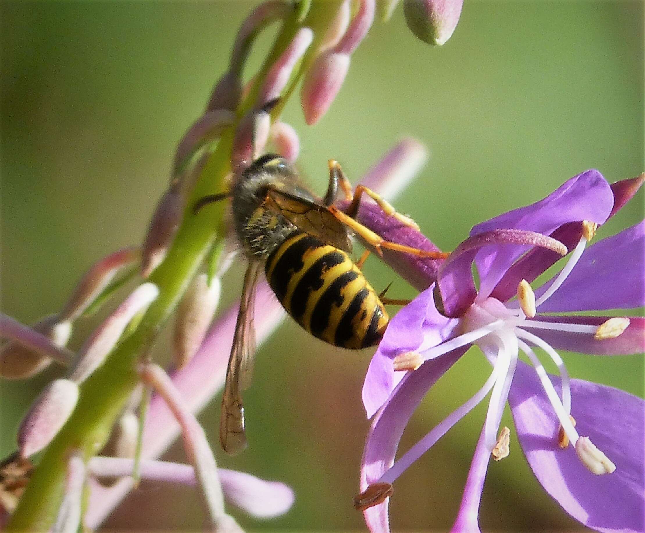 Image of Dolichovespula saxonica (Fabricius 1793)