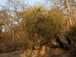 Image of Indian spurgetree