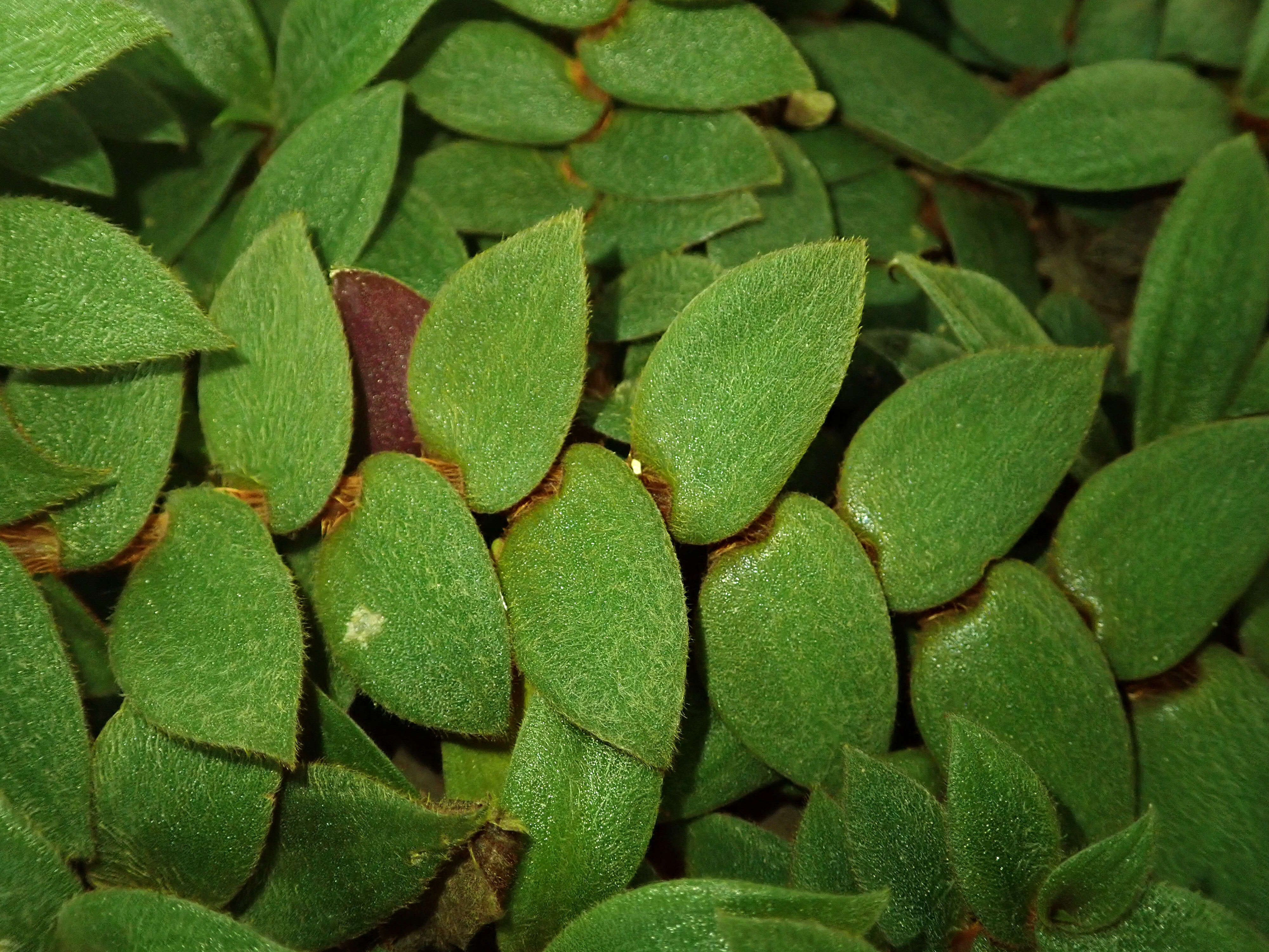 Image of Belosynapsis kewensis Hassk.