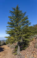 Image of Cyprus Cedar