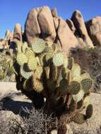 Image of Dollar-joint Prickly-pear