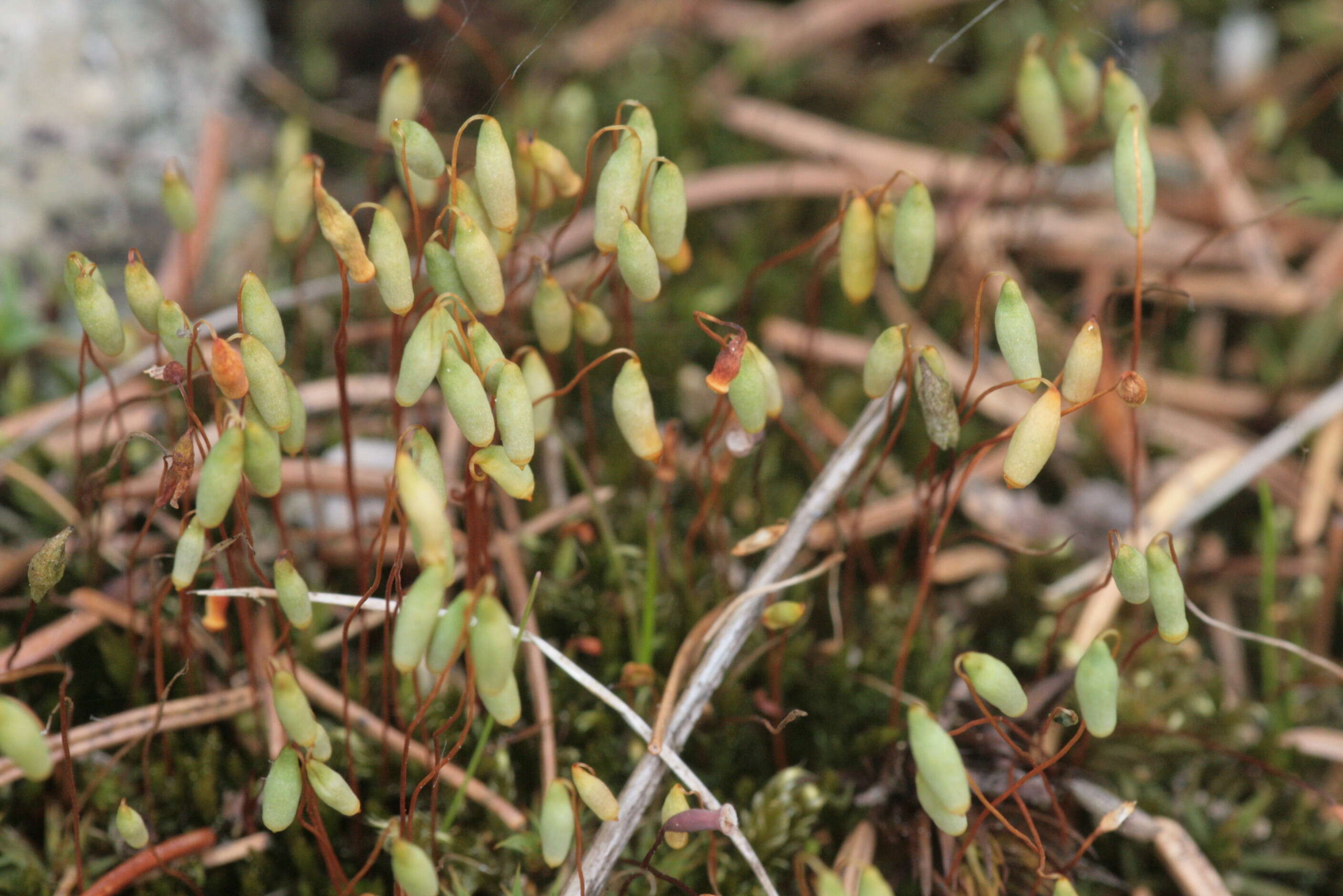 Image of pohlia moss