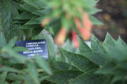 Image of Lobelia polyphylla Hook. & Arn.