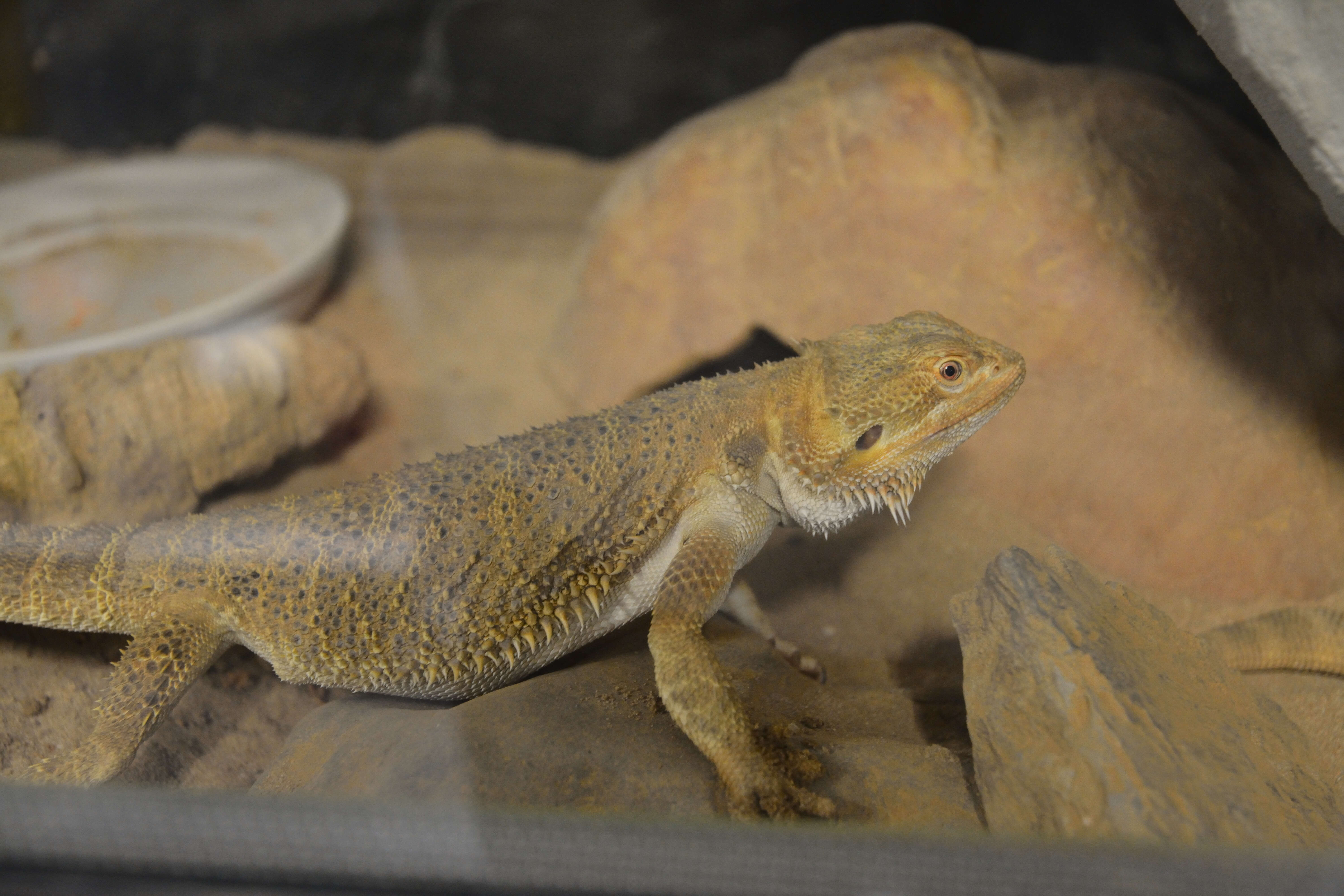 Image of Central bearded dragon