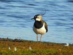 Image of Lapwing