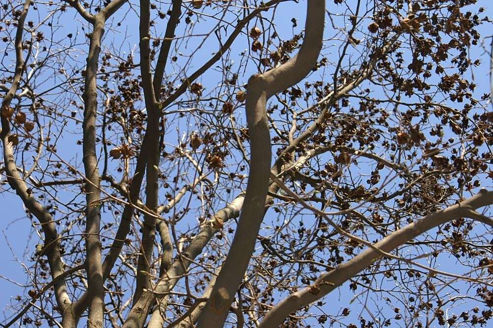 Image of Stewartia rostrata Spongberg