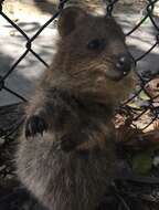 Image of Quokkas