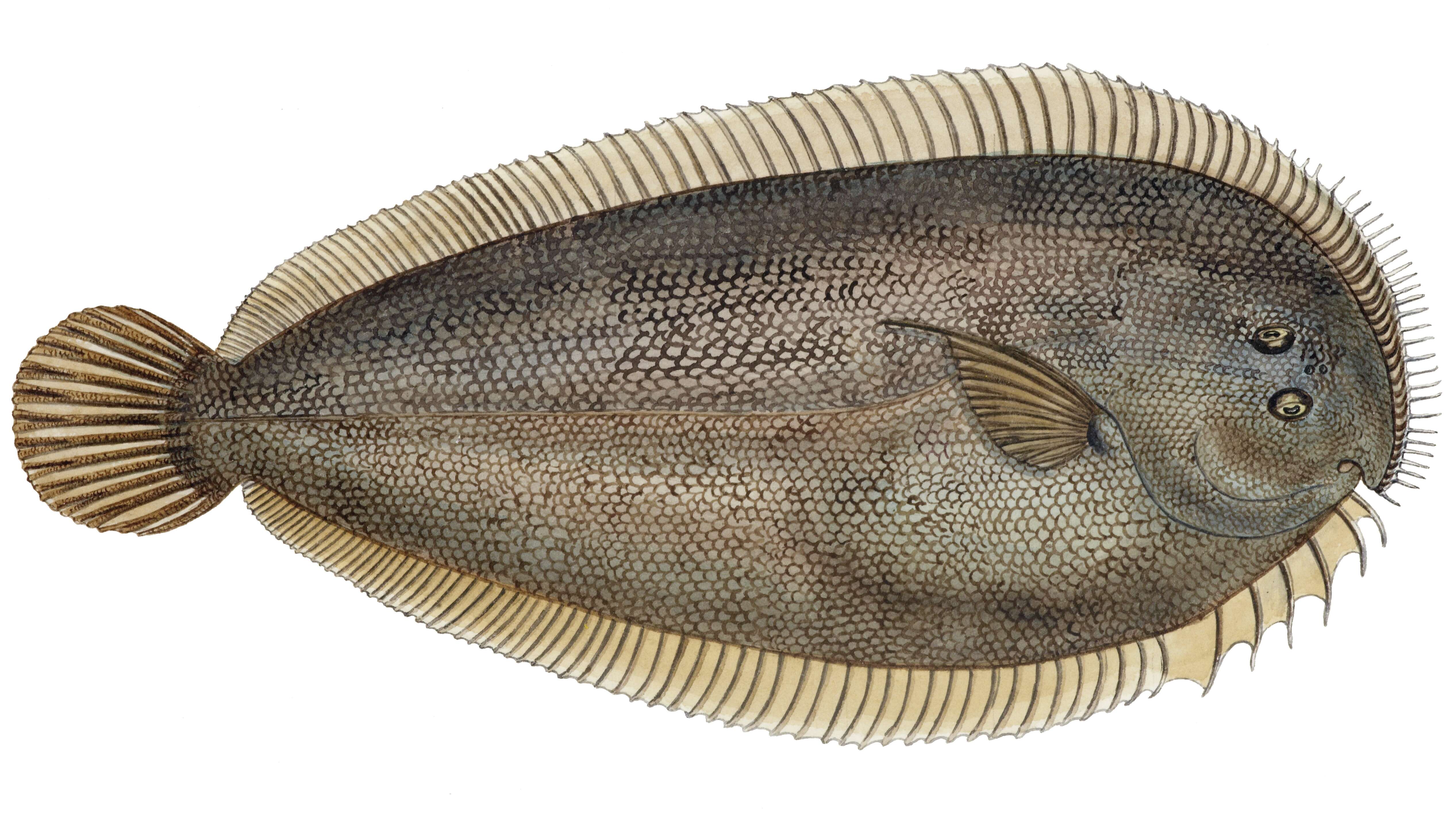 Image of New Zealand sole