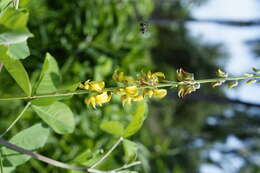 Image of smooth rattlebox