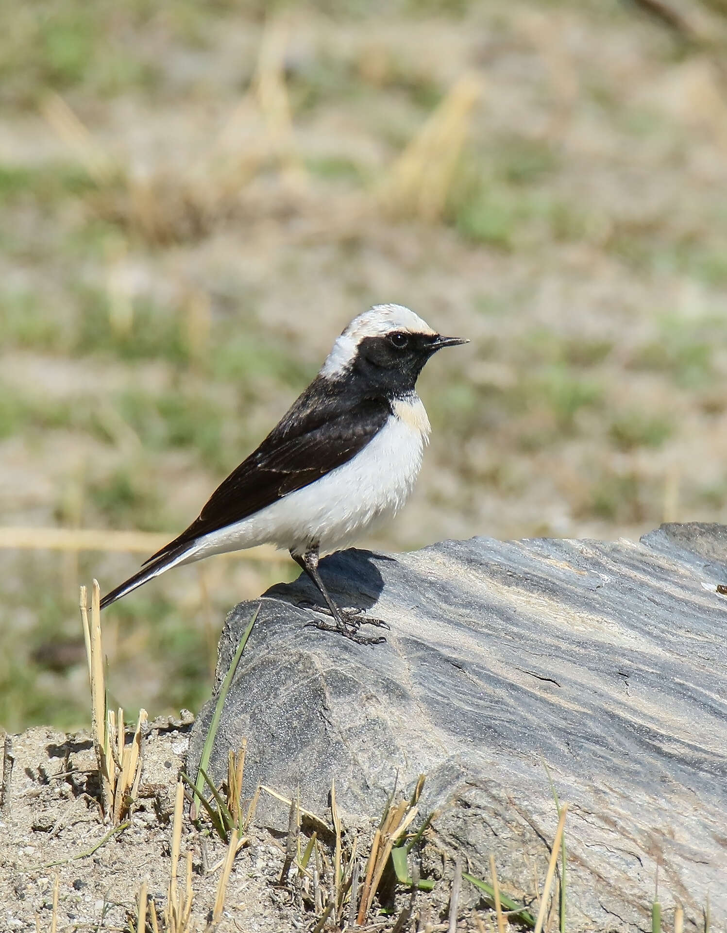 Image of Pied Wheatear