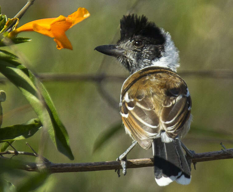 Image of Collared Antshrike