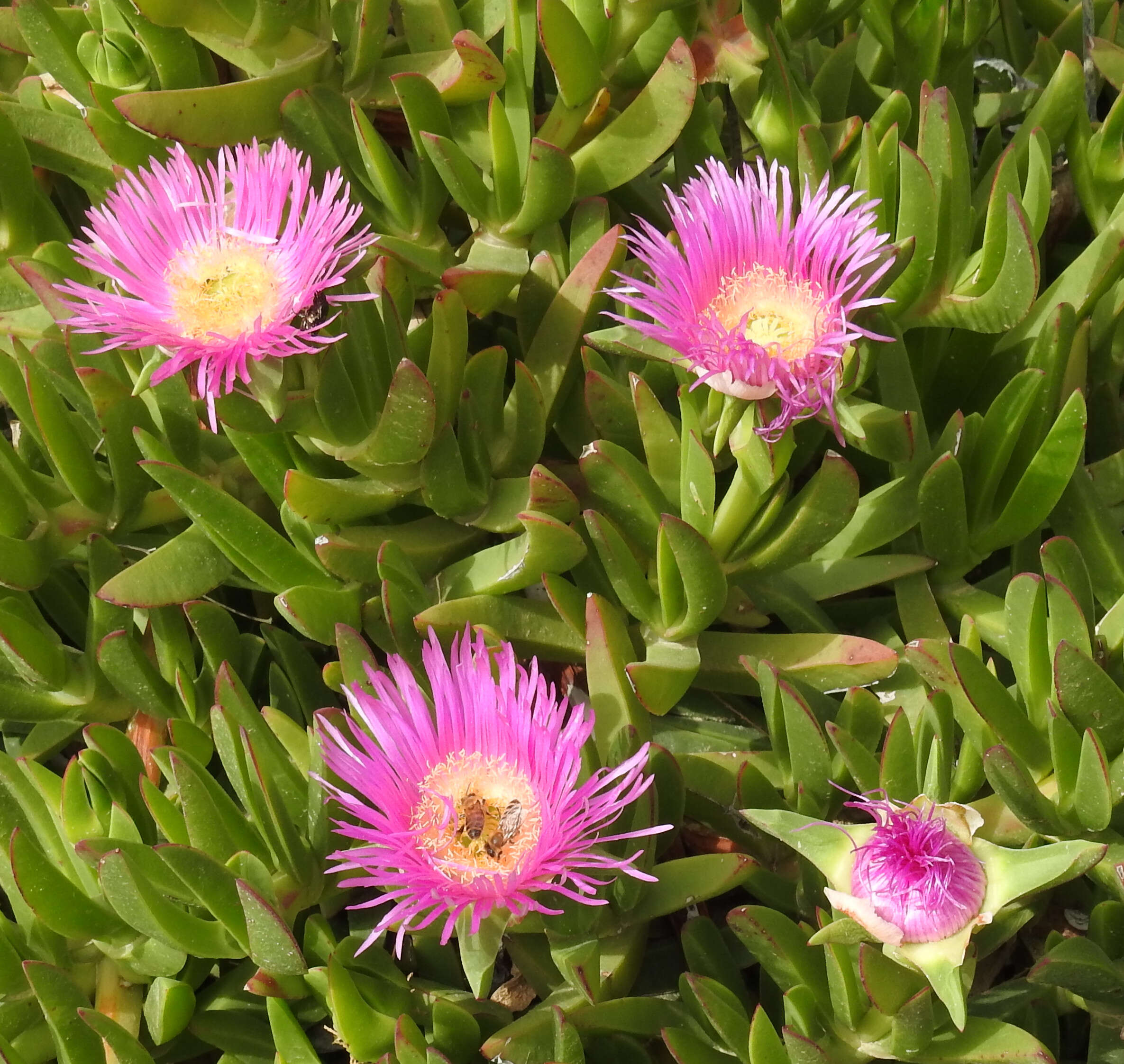 Image of Carpobrotus acinaciformis (L.) L. Bol.