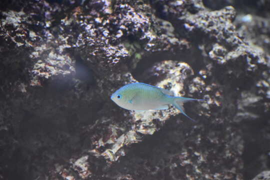 Image of Blue Green Chromis