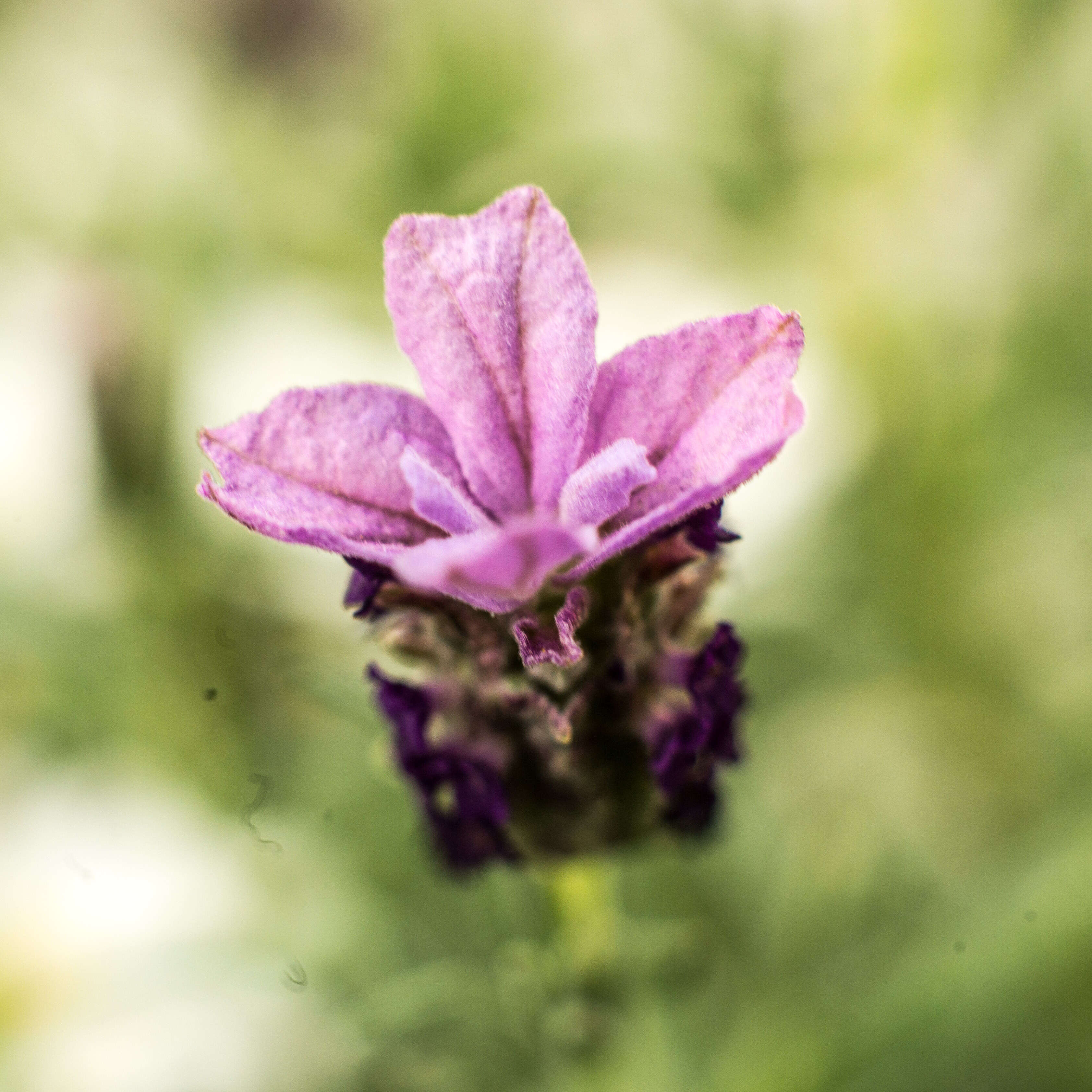 Image of French lavender