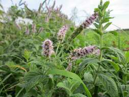 Image of Horse Mint