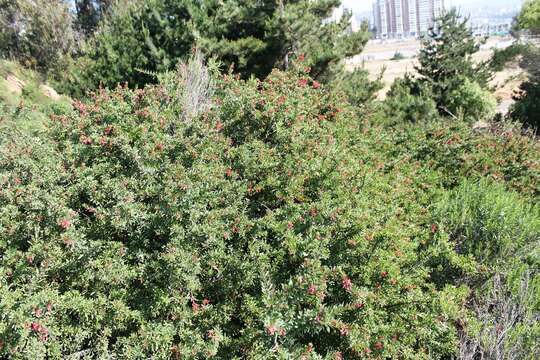 Image of Fuchsia lycioides Andr.