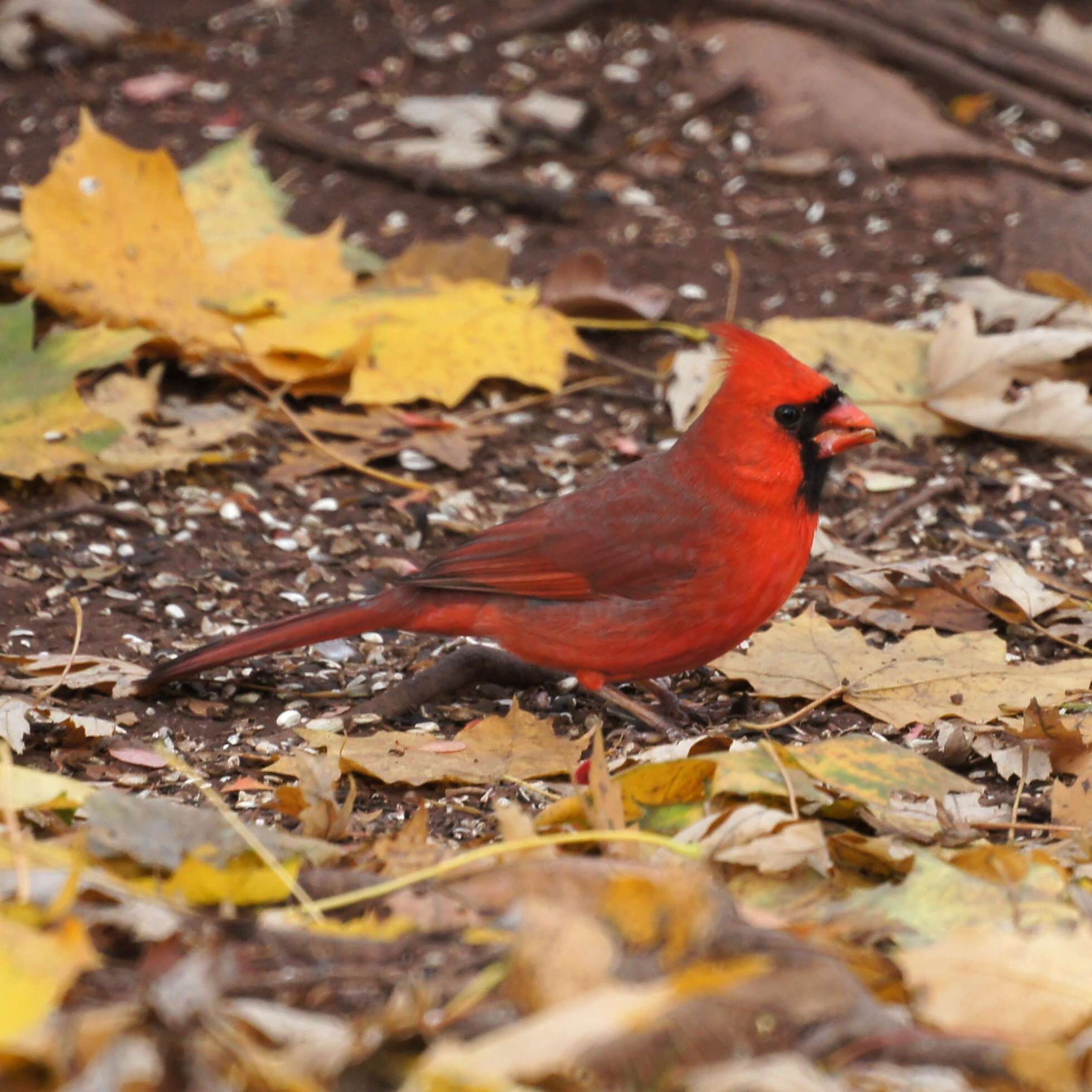 Image of Cardinalis Bonaparte 1838