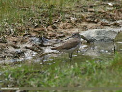 Image of Green Sandpiper