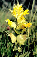 Image of Yellow rattle