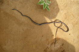 Image of Common Garter Snake