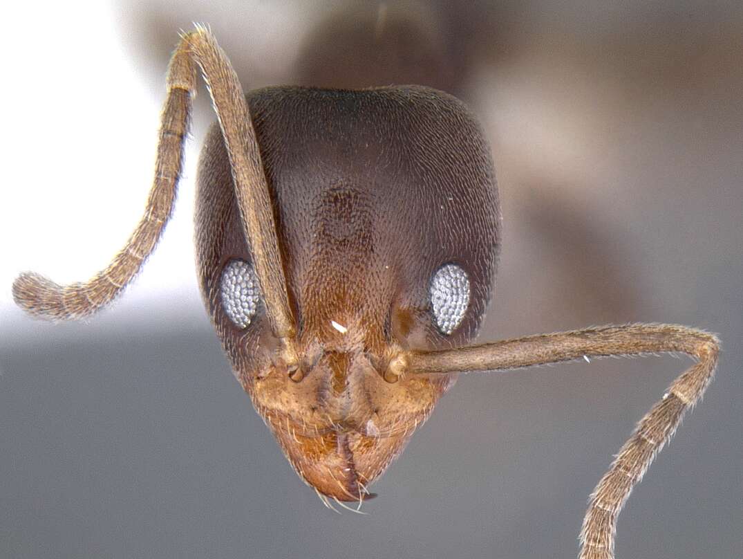 Image of Linepithema aztecoides