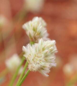 Image of Ptilotus schwartzii Tate