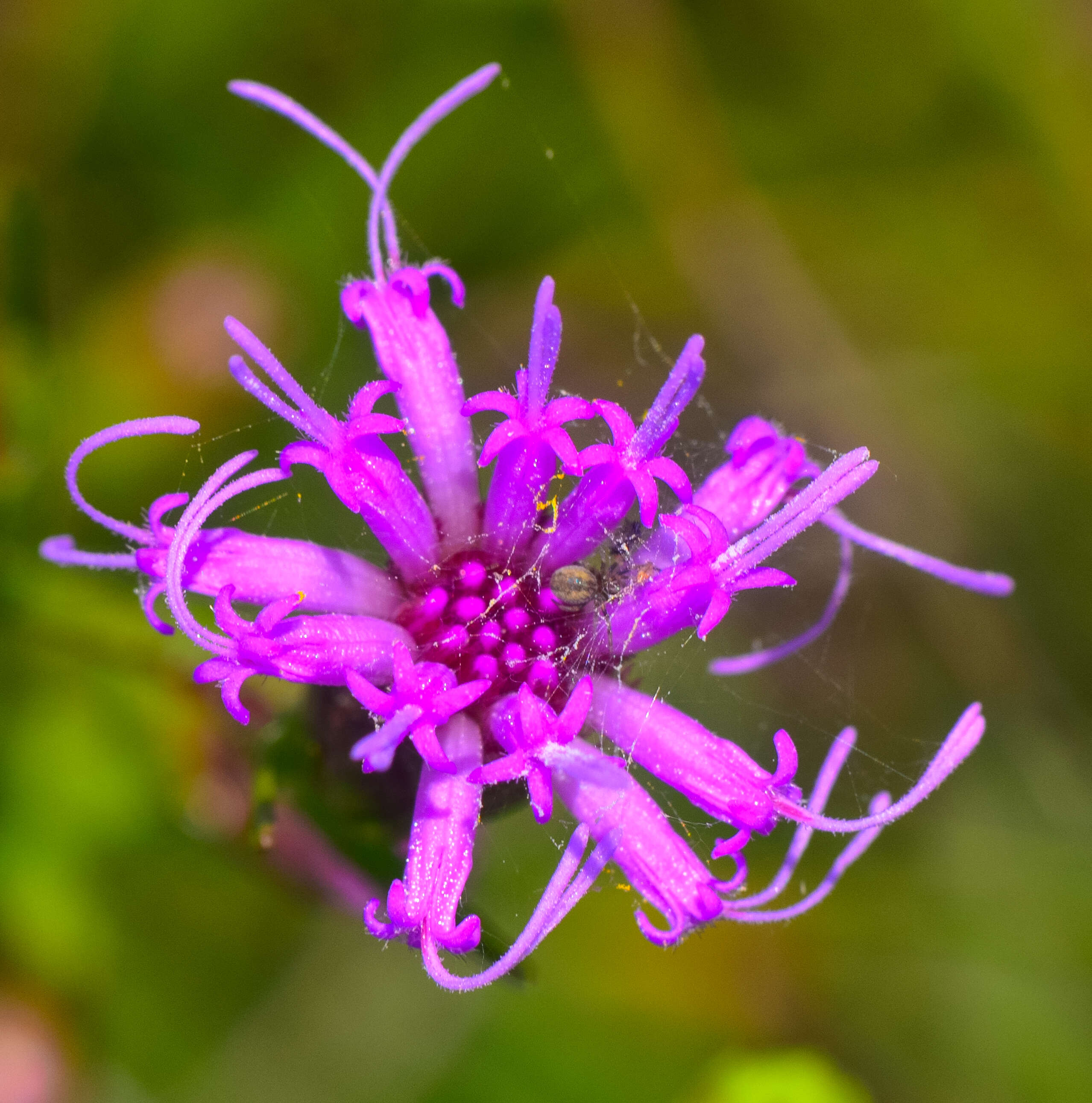 Слика од Liatris cylindracea Michx.