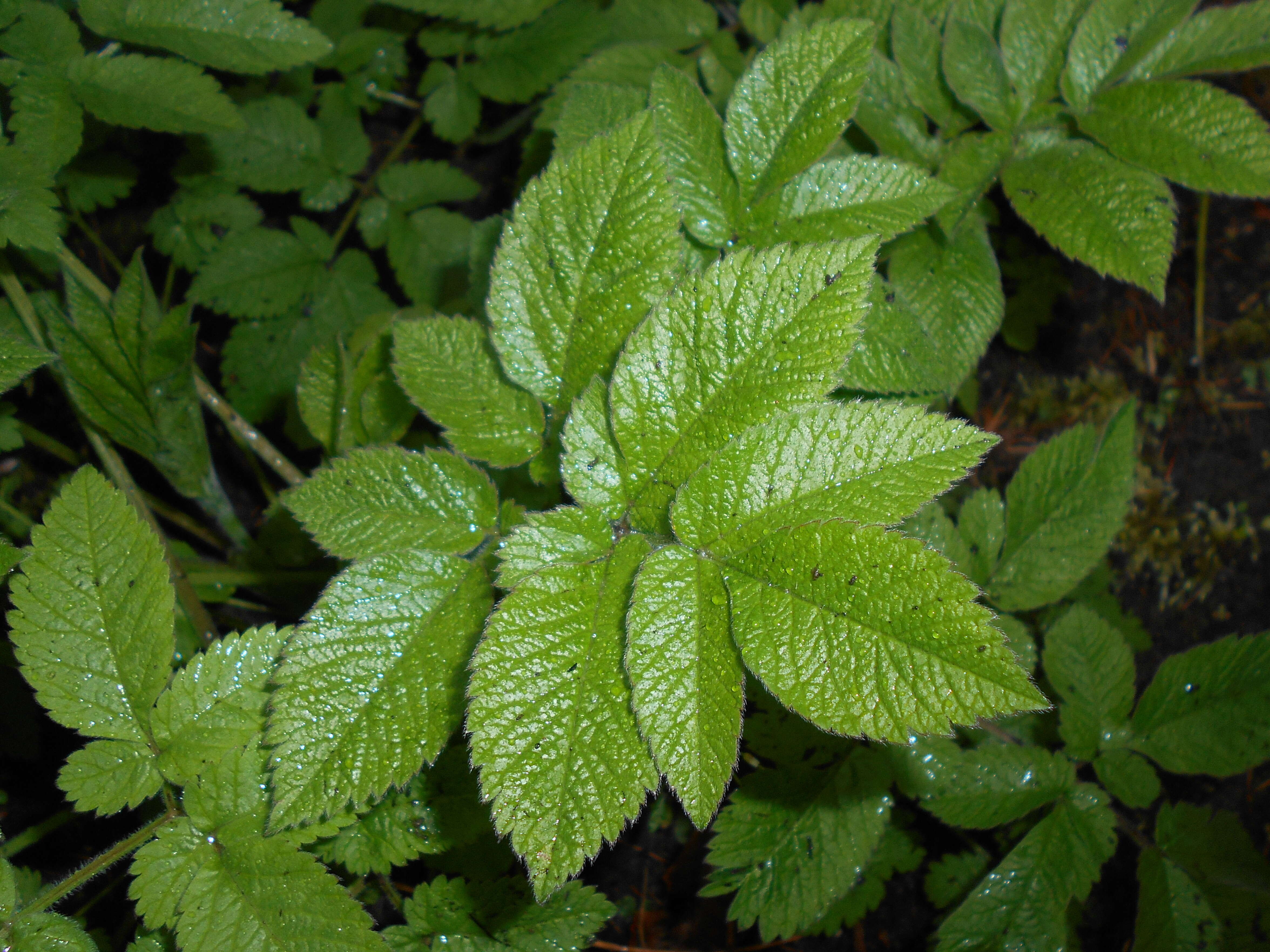 Imagem de Chaerophyllum aromaticum L.