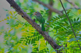 Psilopogon lineatus (Vieillot 1816) resmi