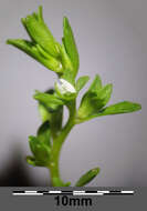 Image of american speedwell