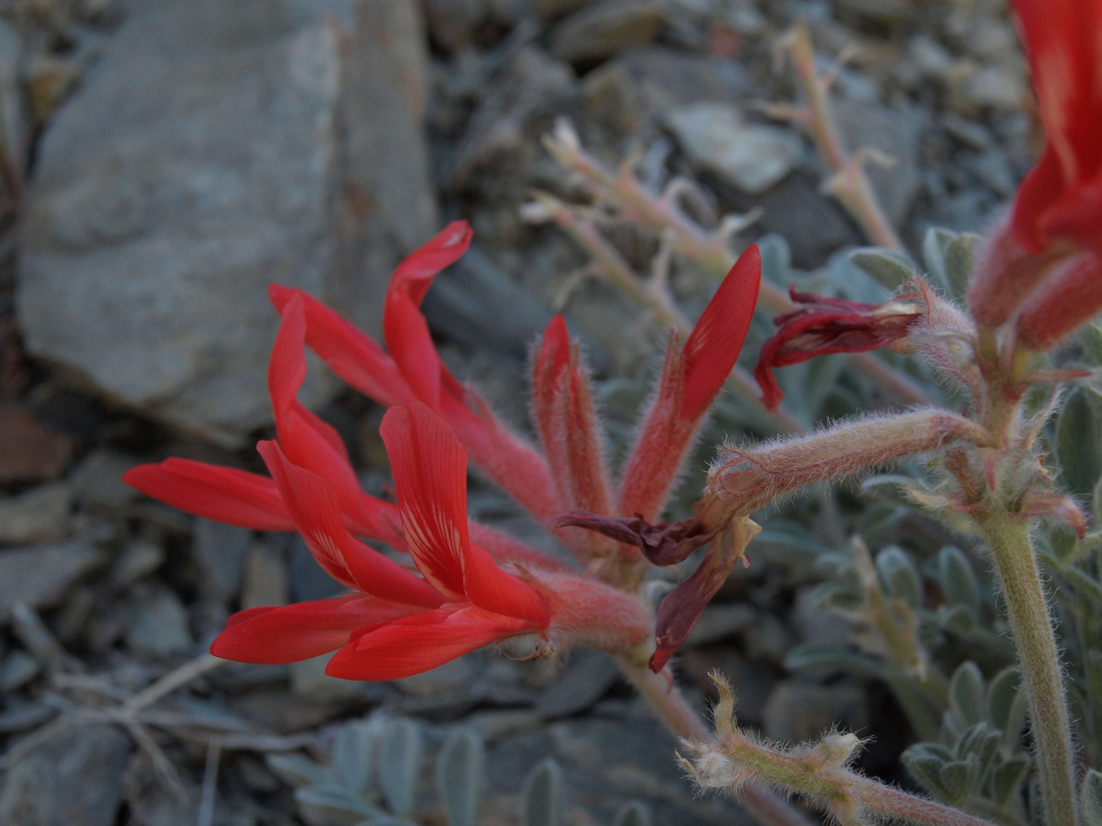 Image of scarlet milkvetch