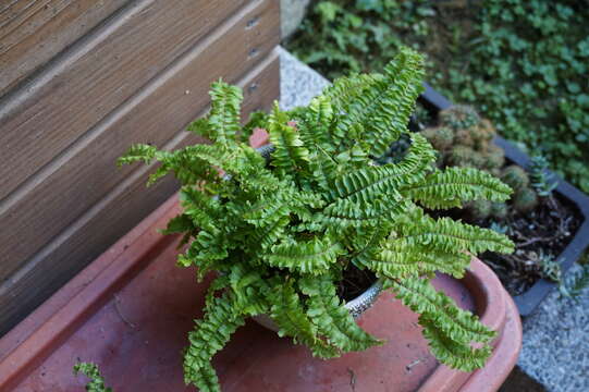 Image of Boston swordfern