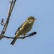 Image of Common Chiffchaff