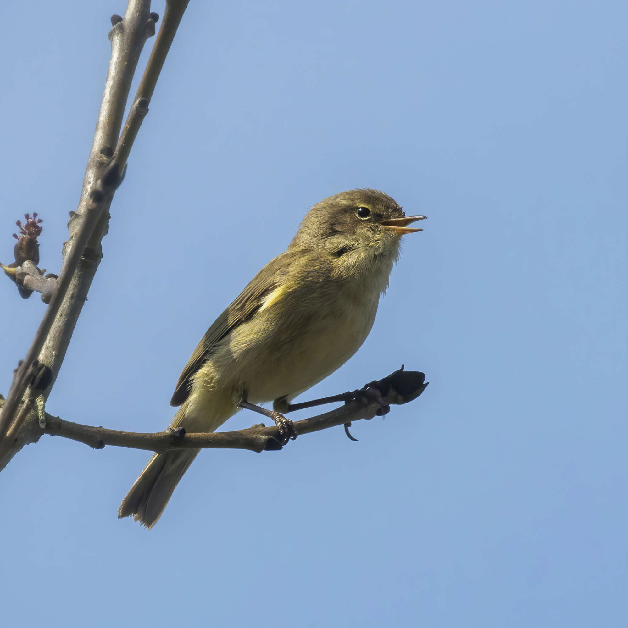 Image of Common Chiffchaff