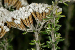 Image of Strandveld Blombush