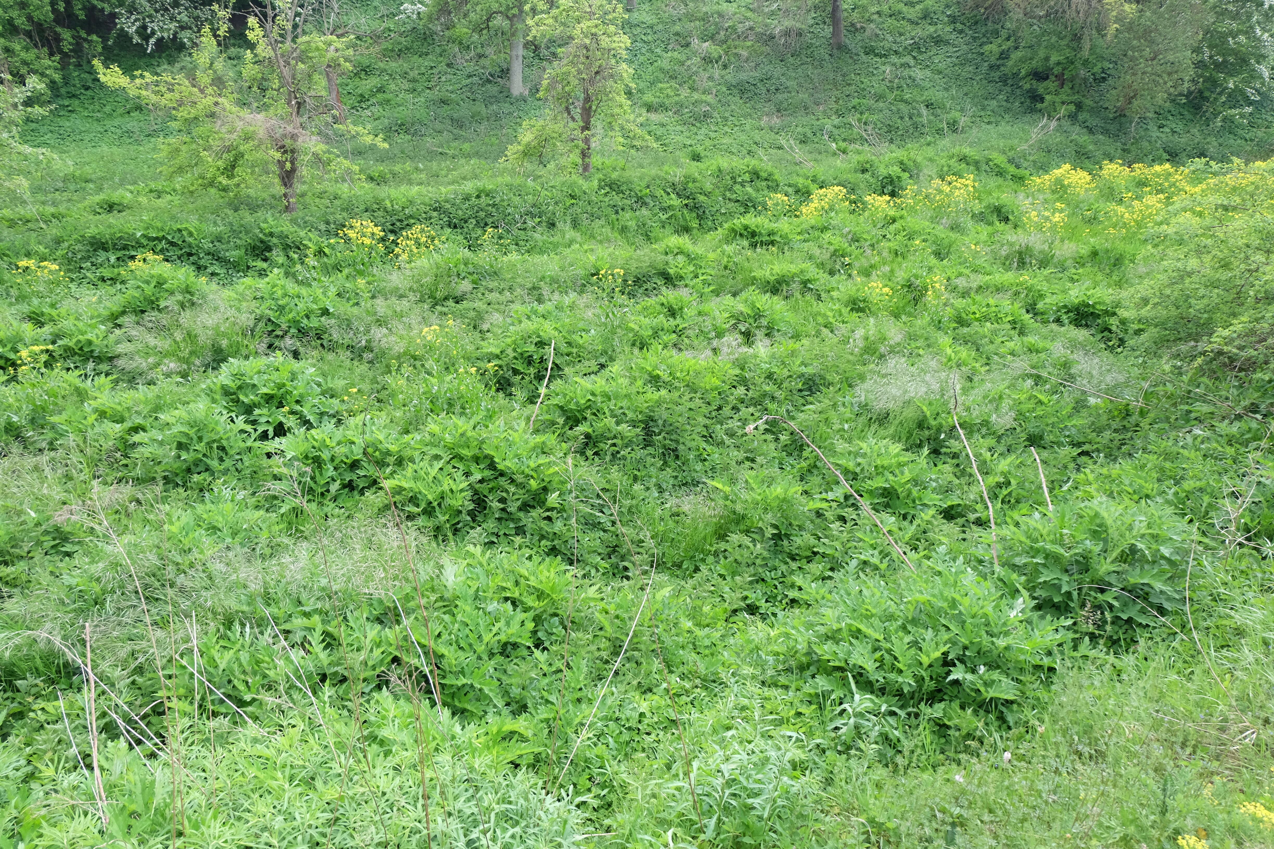 Image of tall globethistle