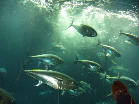 Image of Pacific Bluefin Tuna