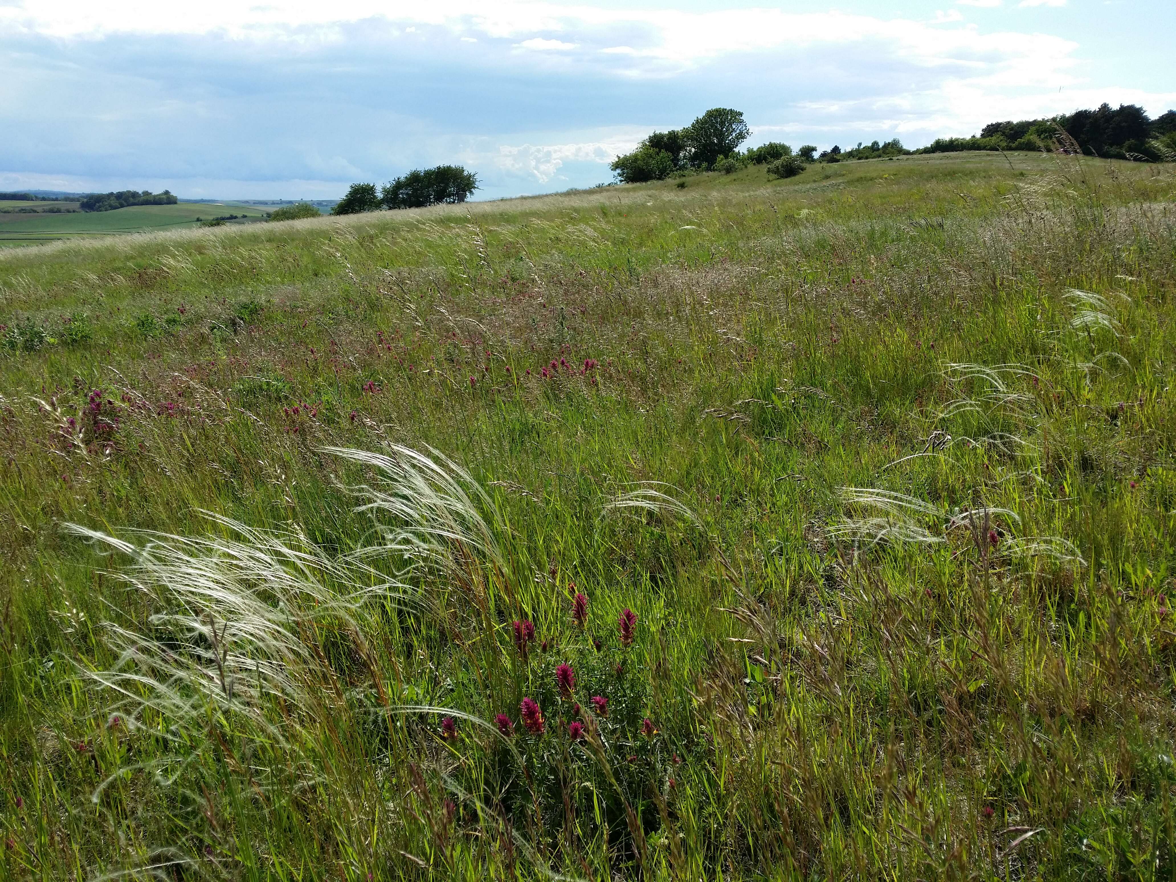 Image of European feather grass