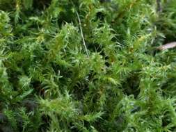 Image of square goose neck moss