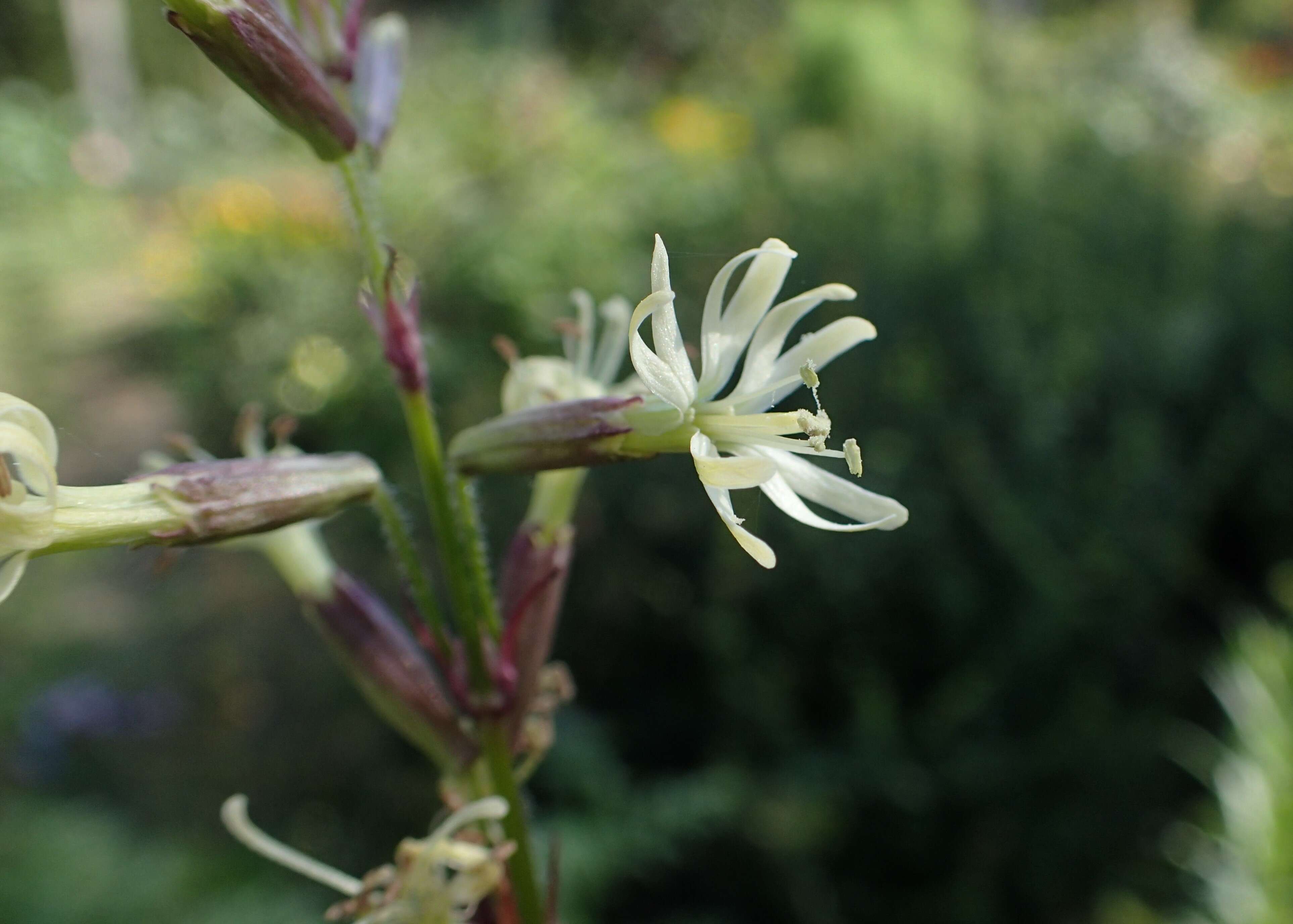 Image of Silene tatarica (L.) Pers.