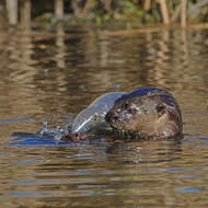 Image of Spotted-necked otter