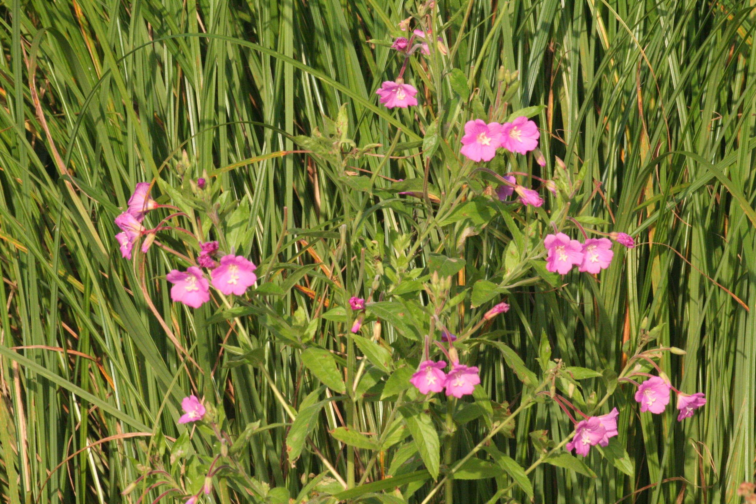 Image of Great Willowherb