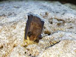 Image of Formosan Lesser Horseshoe Bat