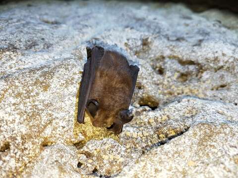 Image of Formosan Lesser Horseshoe Bat