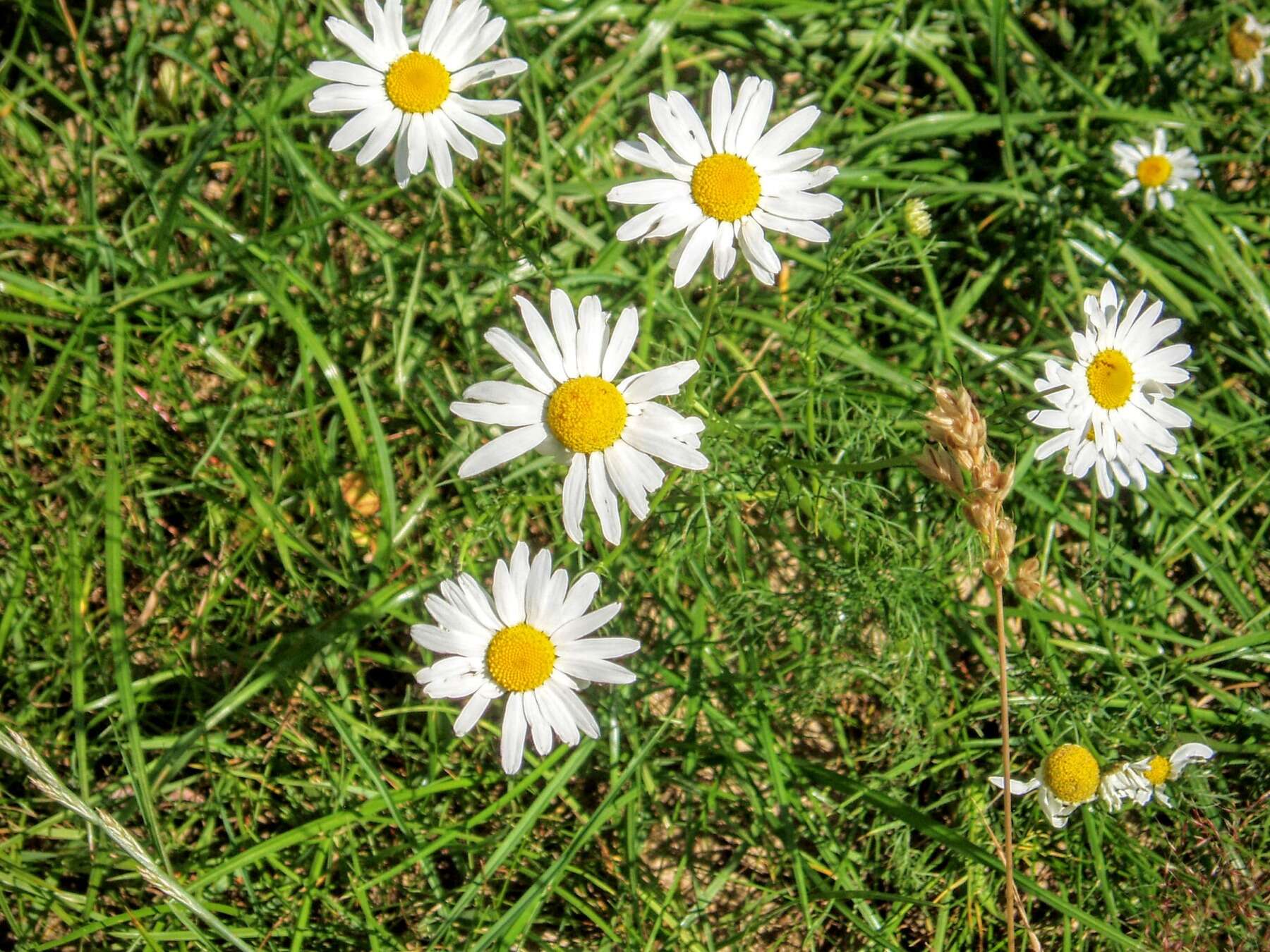 Image of corn chamomile