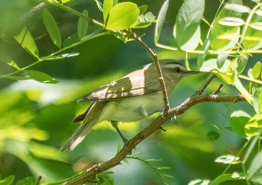 Image of Red-eyed Vireo