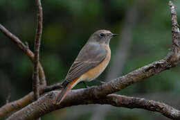 Image of Common Redstart