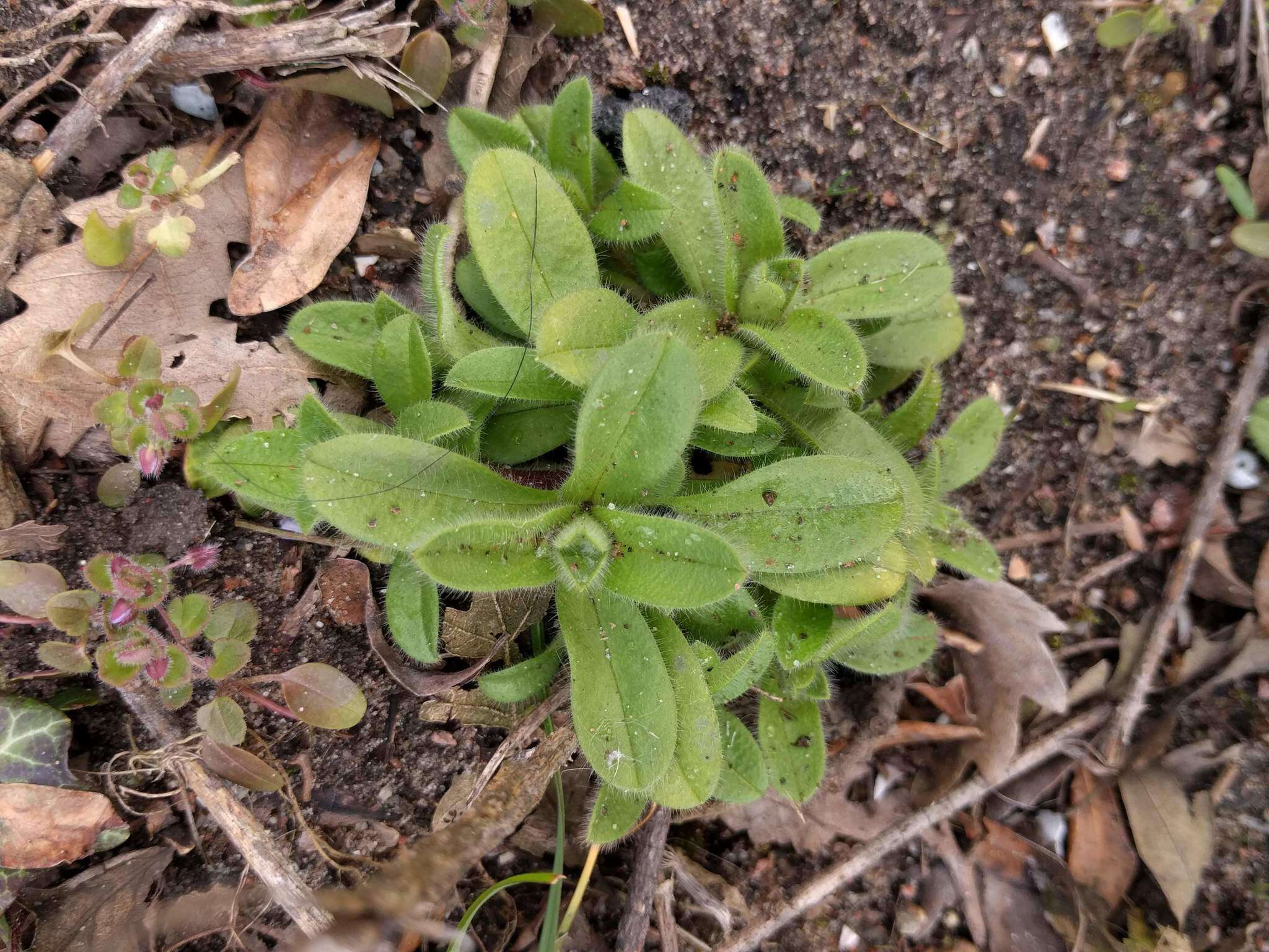 Image of sticky chickweed